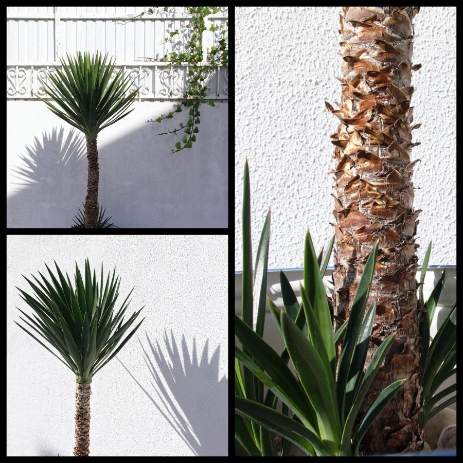 Apartmán Toca Do Lobo Charneca  Exteriér fotografie